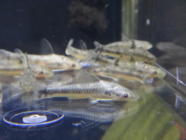 130627 熱帯魚・水草_f0189122_13303247.jpg