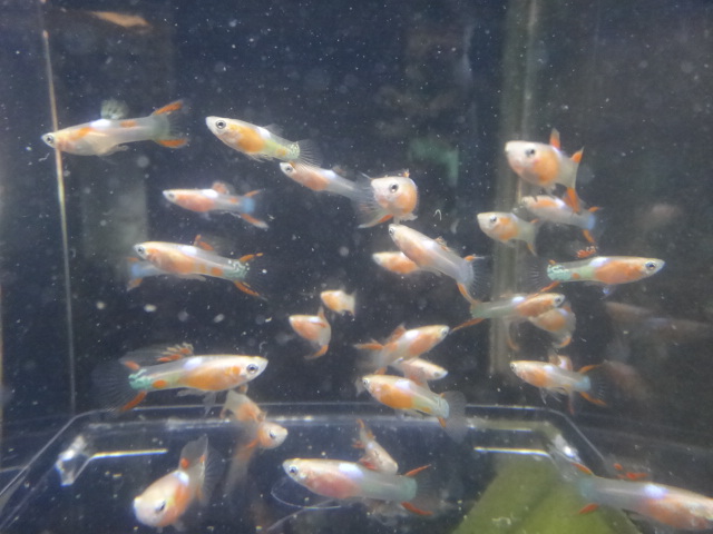 130627 熱帯魚・水草_f0189122_13324235.jpg
