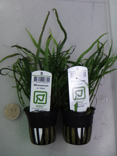 130627 熱帯魚・水草_f0189122_1335839.jpg