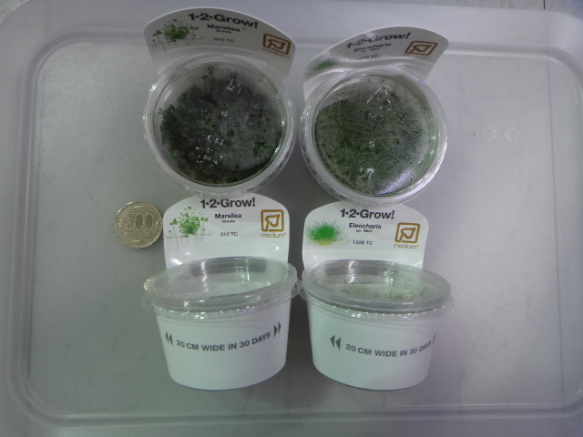 130627 熱帯魚・水草_f0189122_13372465.jpg