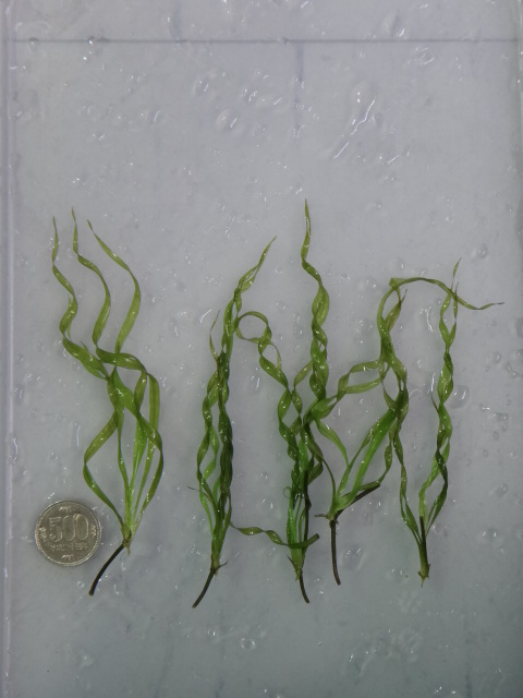 130627 熱帯魚・水草_f0189122_13433350.jpg