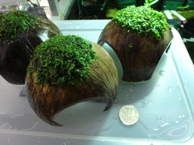 130627 熱帯魚・水草_f0189122_1344276.jpg