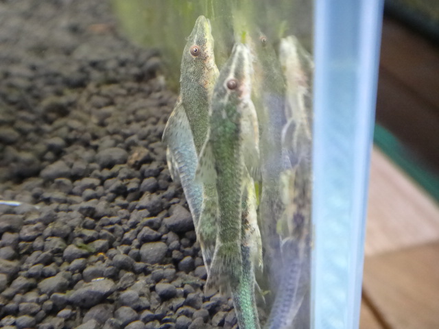 130627 熱帯魚・水草_f0189122_18503368.jpg