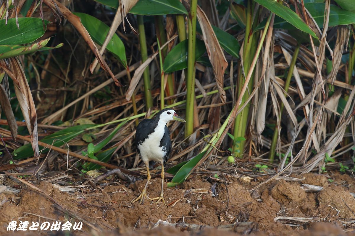 南の島　・・・　ミフウズラ、シロハラクイナ_e0139623_2075645.jpg