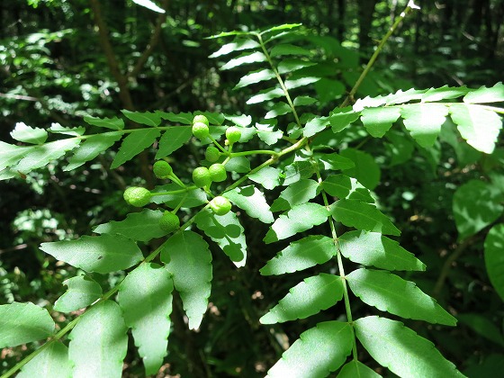 b0189727_1115779.jpg