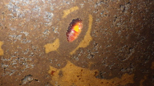 カブト虫の幼虫が・・・・サナギになっていました。_c0300035_1337271.jpg
