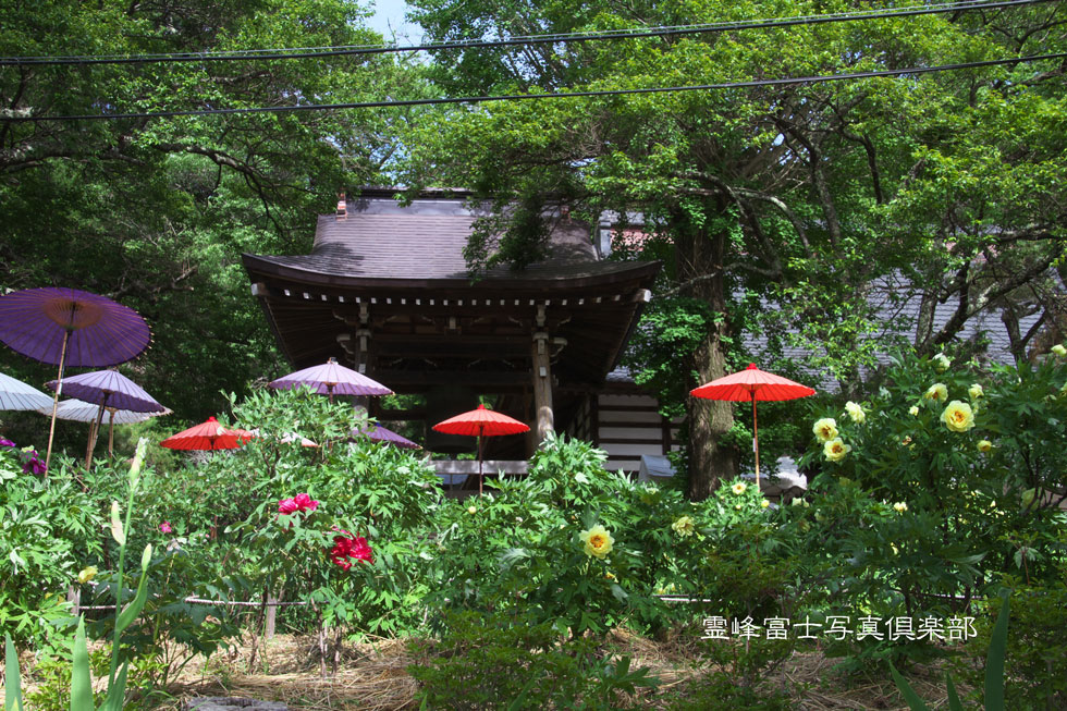 遠照寺のボタン_d0294539_2274152.jpg