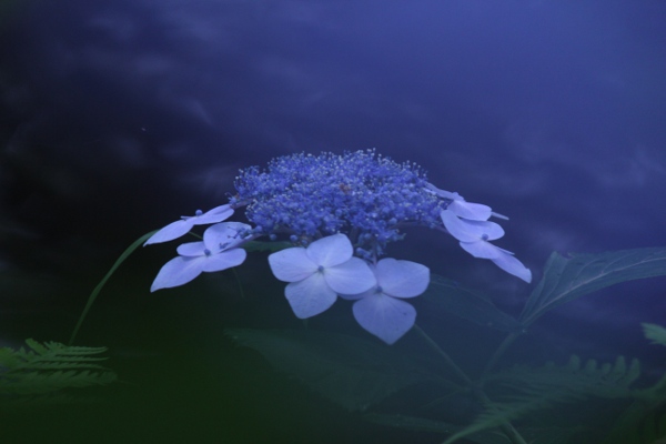 上三川 磯川緑地公園の紫陽花_e0227942_20312713.jpg