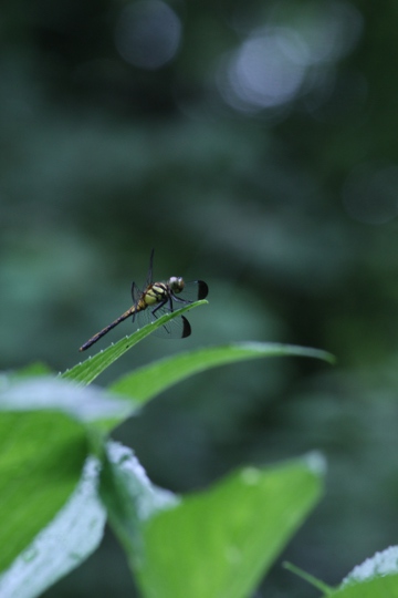 上三川 磯川緑地公園の紫陽花_e0227942_2039677.jpg