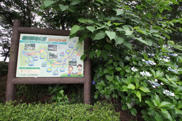 上三川 磯川緑地公園の紫陽花_e0227942_2071192.jpg