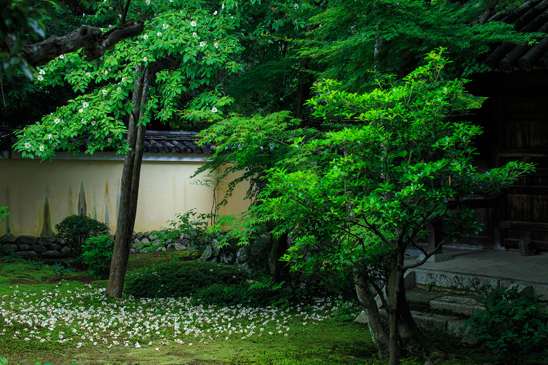 鹿王院・緑とサツキと沙羅の花_f0155048_061126.jpg