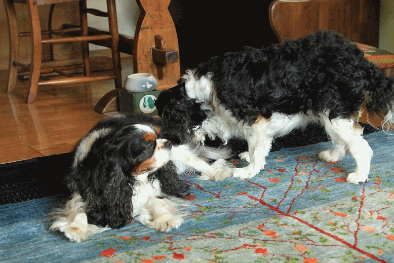 c0145250_12442759.gif