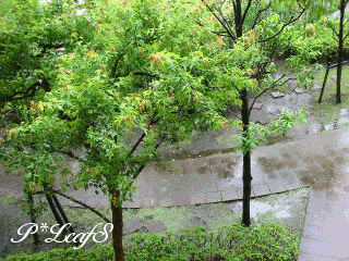 c0176651_11114780.gif