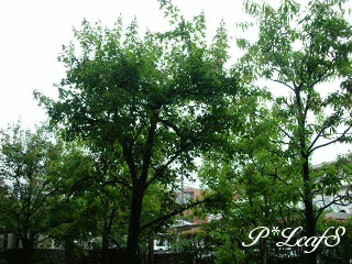 c0176651_11121593.gif
