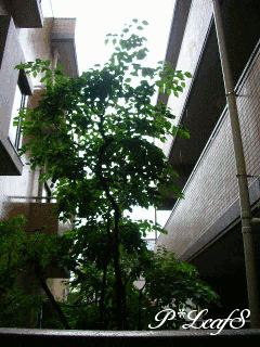 c0176651_11133690.gif