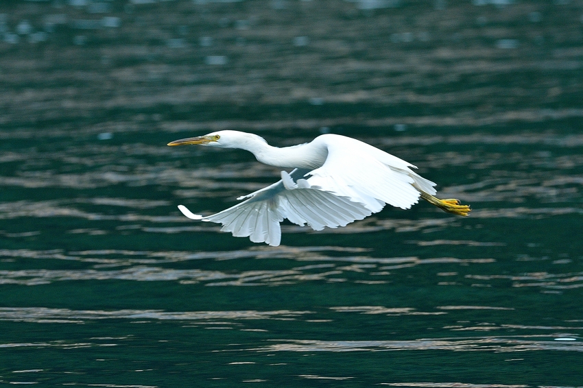 クロサギ（Pacific reef heron）～2013.06_b0148352_913153.jpg