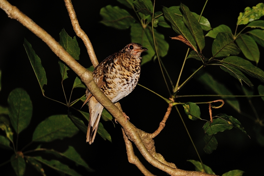 オオトラツグミ（Amami Thrush）～2013.06_b0148352_9541591.jpg