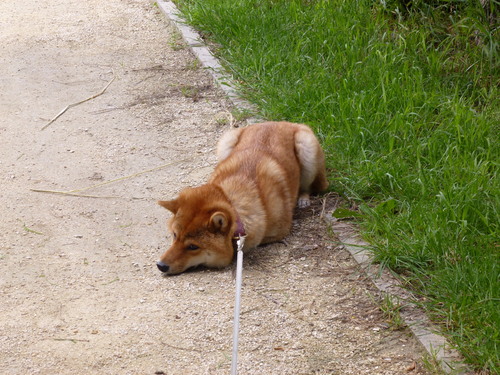 帰りたくない 日本犬と洋猫の日々凡々