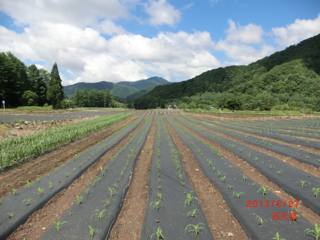 畑の様子_c0160368_16333627.jpg