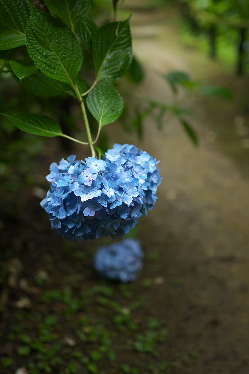 紫陽花 2013 <観音寺>　4_f0021869_22141321.jpg