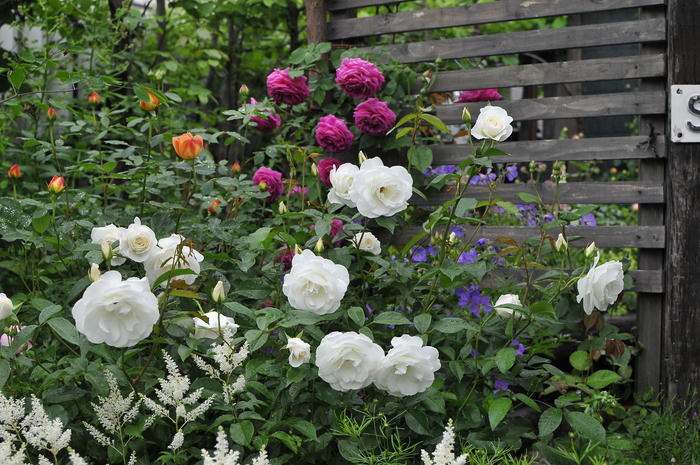 アイスバーグ ｆ 開花 ｊｕｄｅの庭と薔薇のカヲリ