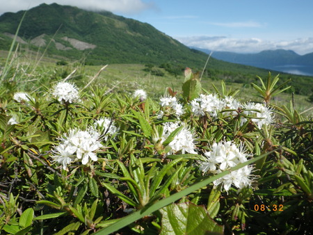 風不死岳×樽前山×お花畑_d0306378_19401261.jpg