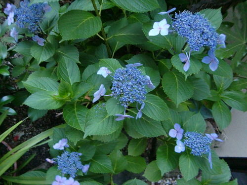 紫陽花_a0125981_19184492.jpg