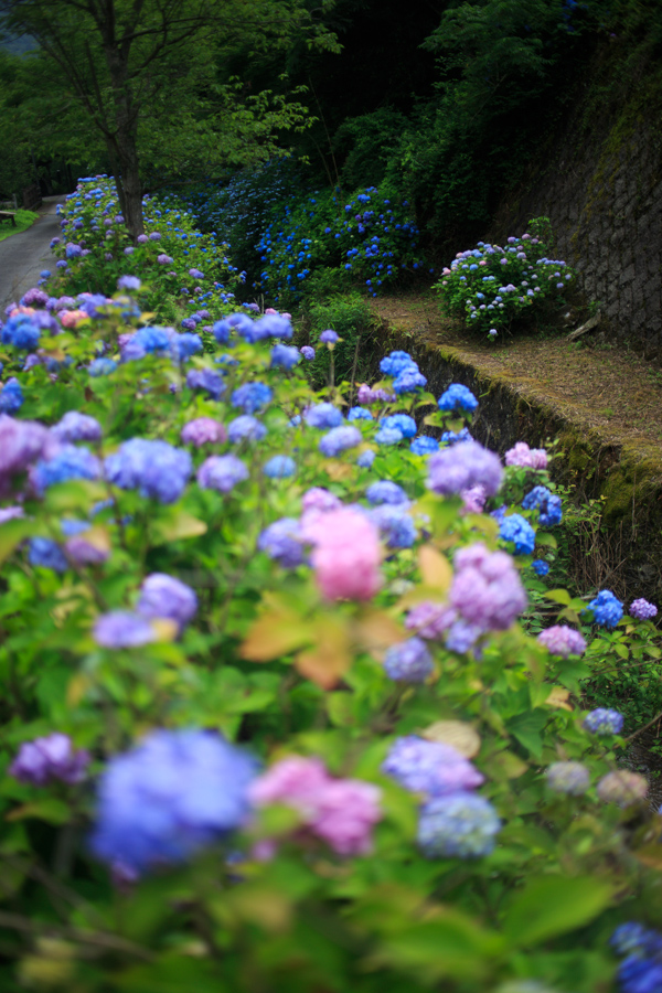 穴場発見！　紫陽花　～東光院～_b0128581_2029333.jpg