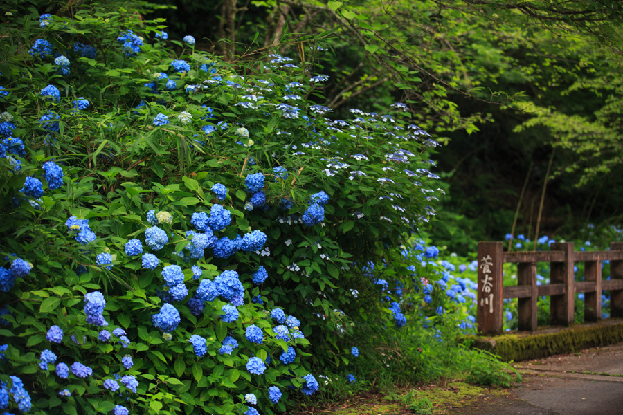 穴場発見！　紫陽花　～東光院～_b0128581_2029363.jpg