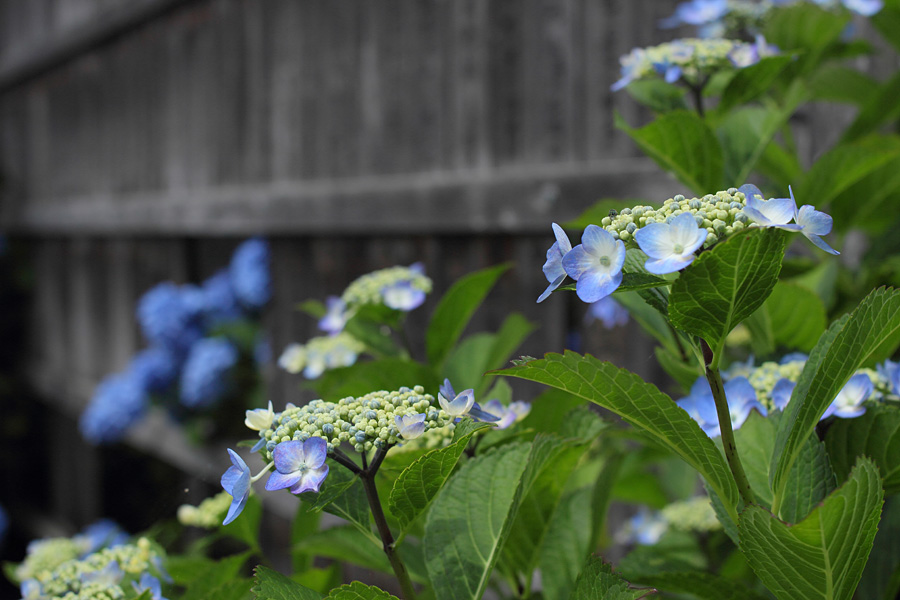 13.06.09：紫陽花寺②単焦点２本で行く安穏寺３－完_c0007190_20362416.jpg