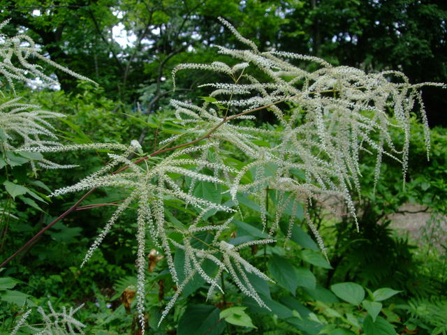 初夏の仙台市野草園_f0100593_19383395.jpg