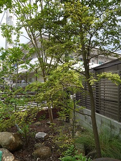 2013.夏のお手入れ_a0233896_1658789.jpg