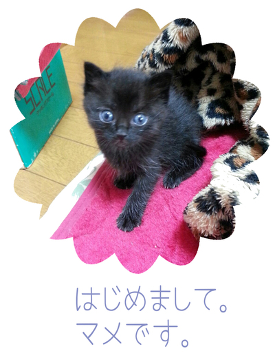 コネコクロマメ_e0239908_11143999.jpg