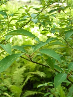 e0145412_12191413.jpg