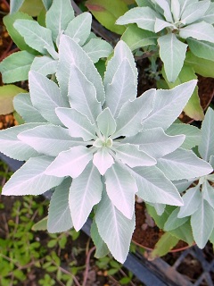 e0145412_12193181.jpg