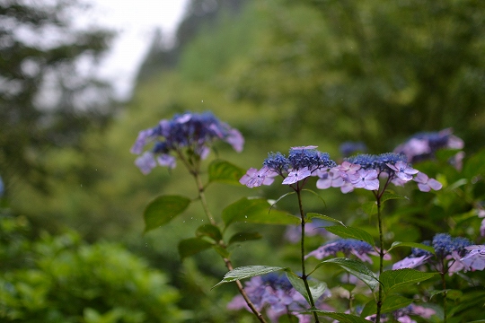 6月26日、27日（水、木曜日）　不二と紫陽花お花見_a0036513_16244420.jpg