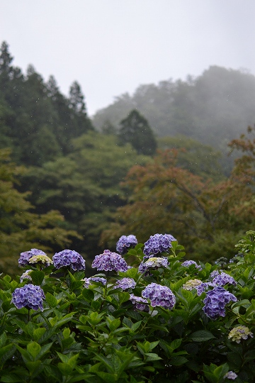 6月26日、27日（水、木曜日）　不二と紫陽花お花見_a0036513_16252182.jpg