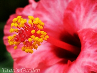 Hibiscus × rosa-sinensis \'Humming Bird\'_b0099813_072672.jpg