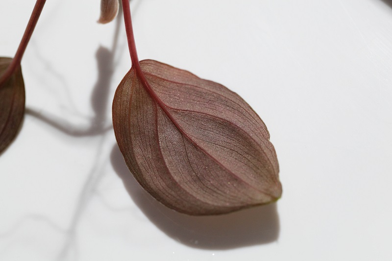 Homalomena sp. sabah RED (WWR) #1_a0141717_20243057.jpg