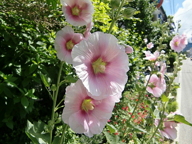 e0234924_85122.jpg