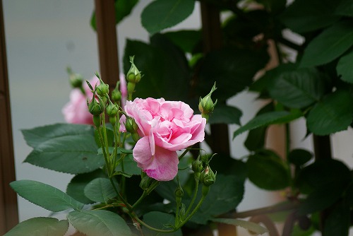 f0170524_9131025.jpg