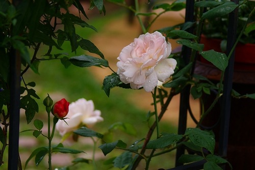 f0170524_9447100.jpg