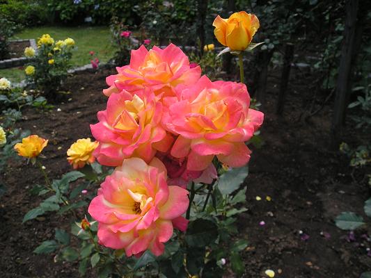 d0043627_10232692.jpg