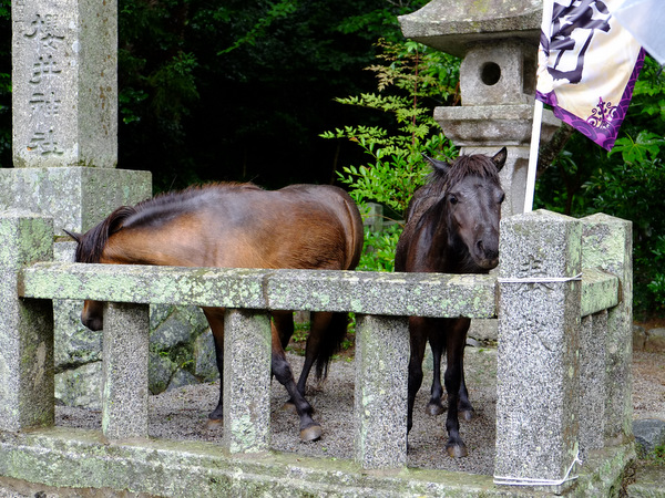 「福岡・糸島 桜井神社」_a0000029_12512047.jpg