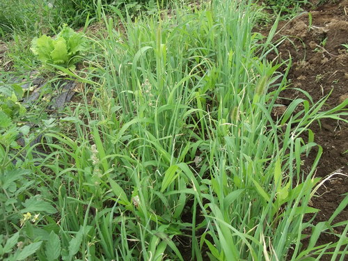 草に埋もれた ねぎ の救出 家庭菜園日記 すろーらいふ 茅ケ崎のはまちゃん 野菜つくり 草に埋もれた ねぎ の救出 家庭菜園日記 すろーらいふ 茅ケ崎のはまちゃん 野菜つくり