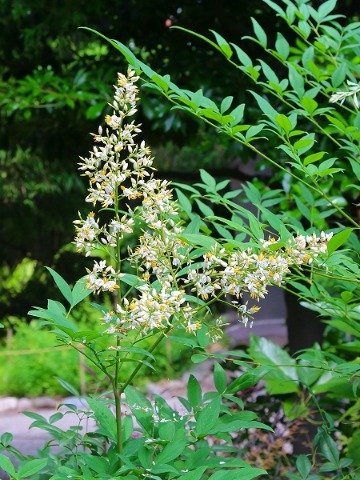 向島百花園　（２）_f0229832_172427.jpg