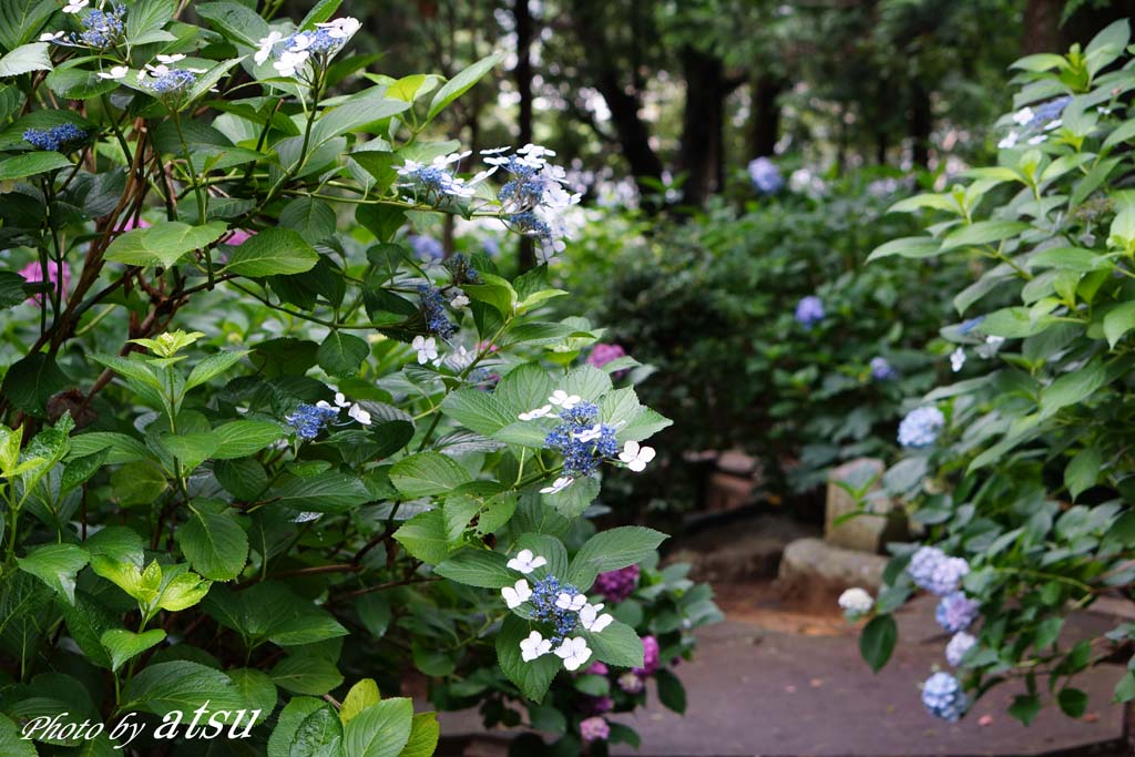 久米寺の紫陽花-2_d0250840_205582.jpg