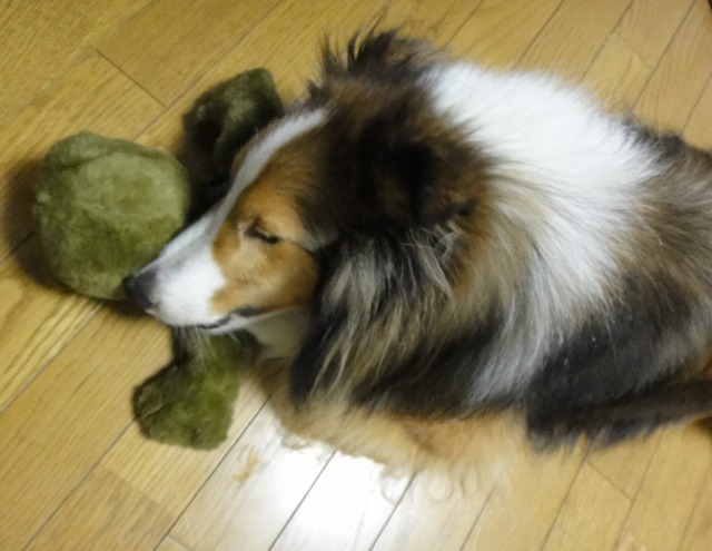 テディーフロッグのCroakie Mcribit_e0195743_2248562.jpg
