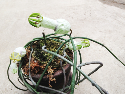 珍☆多肉植物 セロペギア アンプリアータ : yuzuriha