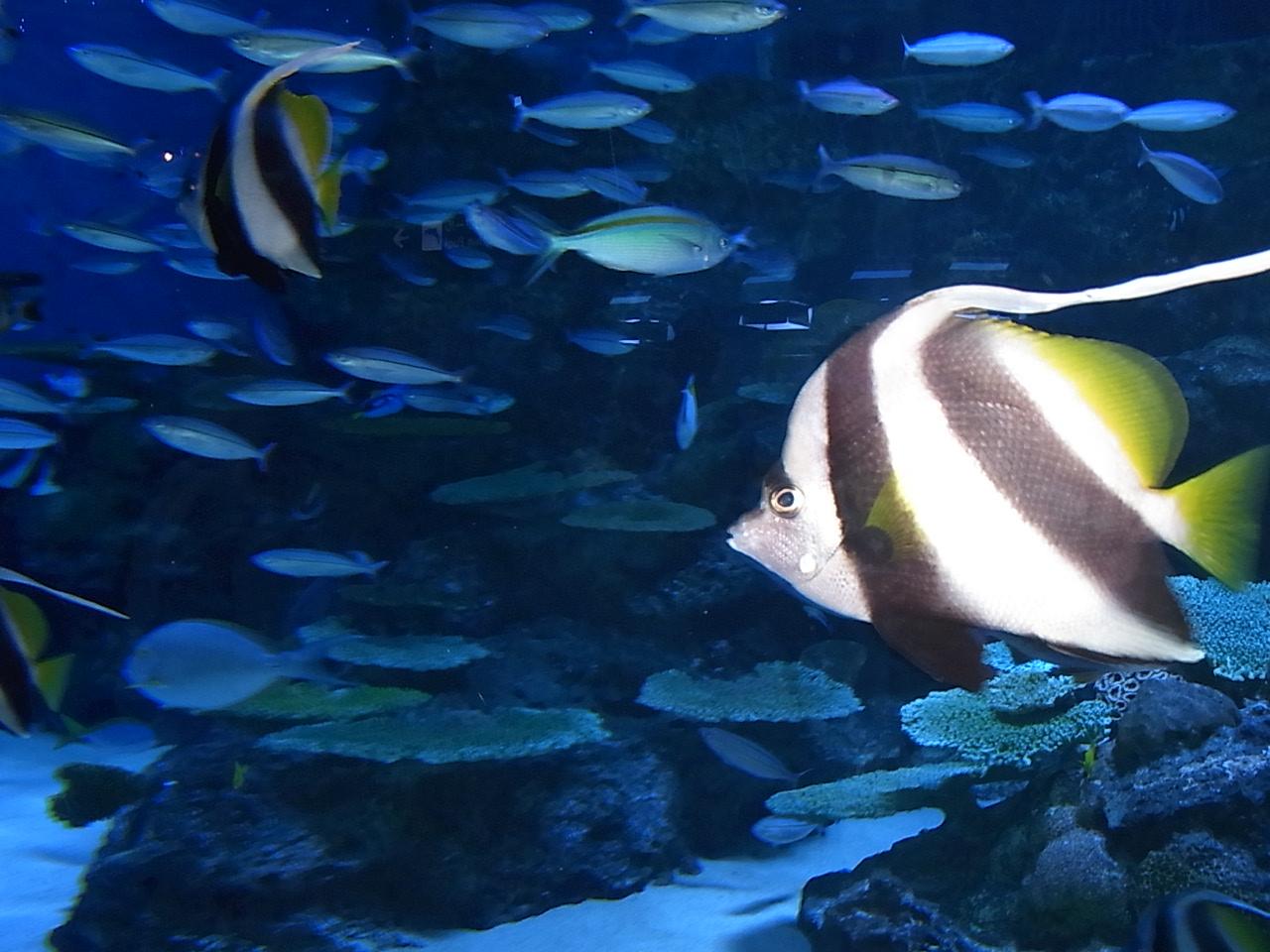 品川水族館_d0236253_1644125.jpg